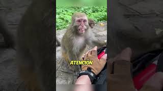 Monos ladrones 🐒 monos indonesia curiosidades [upl. by Roch]