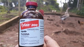 TYLAN 200 TILOSINA PARA GOGÓ CORIZA ENFEQUICIOSA CÓLERA TIFO AVIÁRIA [upl. by Rozelle396]