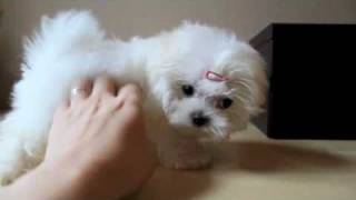 Teacup Maltese Puppy [upl. by Arem405]