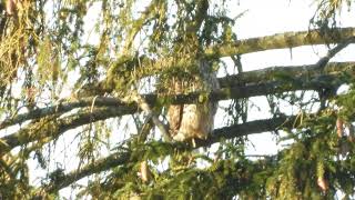 HØNSEHAUK  ACCIPITER GENTILIS [upl. by Trinetta]