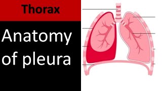 Lung Pleura I Anatomy Embryology and Radiology anatomy thorax [upl. by Yborian826]