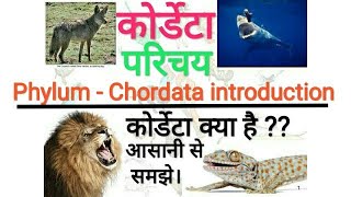 Phylum Chordata General Characters in Hindi  संघ कोर्डेटा परिचय  विशेषताए एवं वर्गीकरण [upl. by Minette]