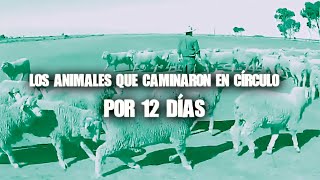 Los Animales Que Caminaron En Círculo Por 12 Días [upl. by Irej]