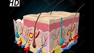 Anatomy and Physiology of Integumentary System Skin [upl. by Yorke817]