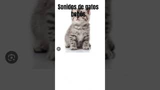 Sonidos de Gatos Bebes [upl. by Marcia]