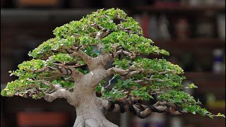 INSPIRASI BONSAI SANCANG VIRAL [upl. by Acisset]