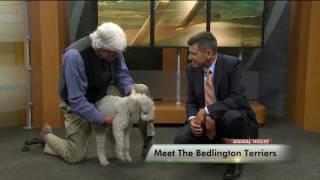 Meet The Bedlington Terrier [upl. by Kurtis]