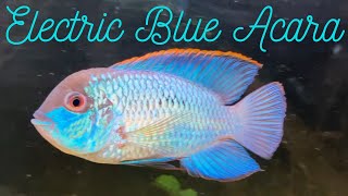 Electric Blue Acara Care Guide [upl. by Estus]