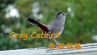 Gray Catbird Call [upl. by Ail371]