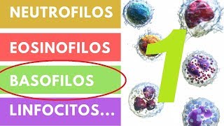 LEUCOCITOS » ¿Qué son Funciones Valores adecuados Parte 1 [upl. by Sivrad217]