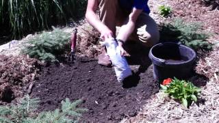 How to Plant Campsis Radicans Orange Trumpet Creeper [upl. by Clemence]