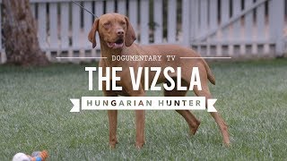 ALL ABOUT VIZSLA HUNGARIAN SPORTING DOG [upl. by Ahsinyd544]