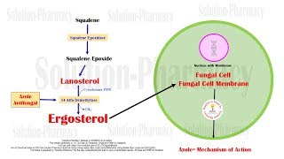 Azole  Imidazole and Triazole Mechanism of Action  Antifungal Medicines  Azole Antifungal Drugs [upl. by Stortz957]