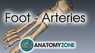 Foot Arteries  3D Anatomy Tutorial [upl. by Simonsen277]