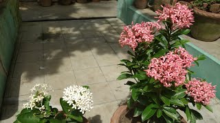 🌿🌼🏵️ Ixora plant  রঙ্গনা ফুল রঙ্গন ixora [upl. by Mikes]