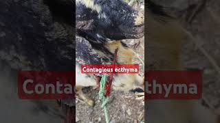 CONTAGIOUS ECTHYMA IN GOAT [upl. by Ramsey]