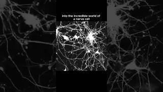 The Incredible Journey of Nerve Cells How They Connect science biology sciencefacts [upl. by Ecyob]