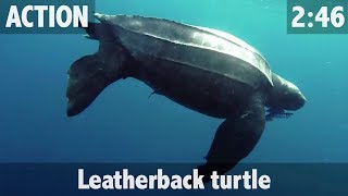 LEATHERBACK TURTLE [upl. by Ocnarf]