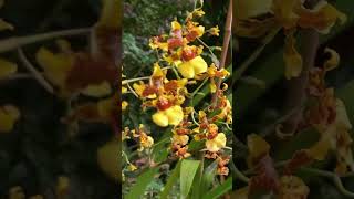 ONCIDIUM SPHACELATUM [upl. by Alrad]