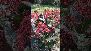 plantas Pieris Japonica [upl. by Demaggio531]