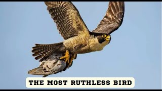 The Most Ruthless Bird [upl. by Ylac]