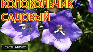 Колокольчик садовый  Ширококолокольчик  Платикодон из семян [upl. by Gollin890]