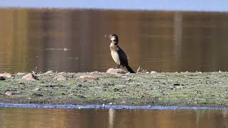 Arlington 20241022 great cormorant gular fluttering 6L6A0487 [upl. by Schoenberg]