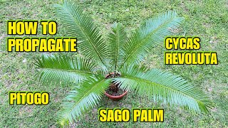 HOW TO PROPAGATE CYCAS REVOLUTA  SAGO PALM  PITOGO [upl. by Olyhs]