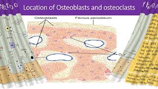 PHARMACOTHERAPY amp RECENT ADVANCES FOR TREATMENT OF OSTEOPOROSIS [upl. by Sofie]