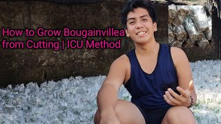 Part 1  How to Grow Bougainvillea from Cuttings  ICU Method [upl. by Harpp]