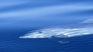 dolphin watching losinj Croatia [upl. by Ithsav]