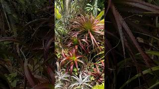 Bromeliads are Kinda Awesome and diverse [upl. by Cheslie]