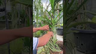 Angraecum Eburneum😍anggrek anggrekindonesia [upl. by Infield]