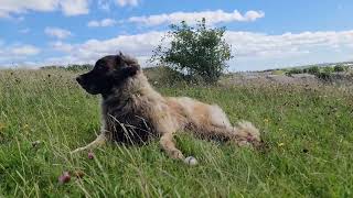 A LEONBERGER DOING WHAT THEY DO BEST [upl. by Yaniv]