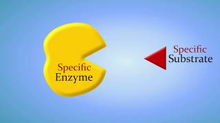 Enzymes and How They Work An Introduction [upl. by Ambie]