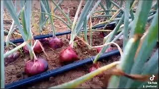 successful onion production in Kilifi county [upl. by Dorthy]