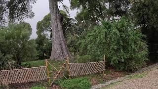 ANTIBES 🇫🇷 Visit of the botanical garden of Villa Thuret alone in a pouring rain [upl. by Enirhtak]