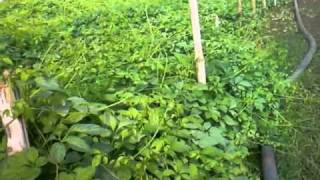 Jiaogulan in vietnam  internationalHerbFarm CoLtd [upl. by Gearhart]