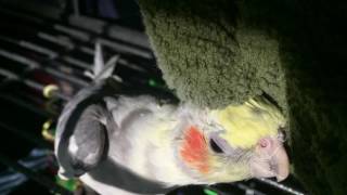 My cockatiel says quotgood birdquot as a thank you for scratchies [upl. by Nosilla]