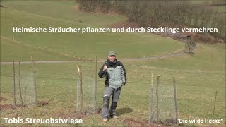 Heimische Sträucher pflanzen und durch Stecklinge vermehren [upl. by Nyliret]