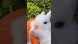 The little rabbit is lying down and eating carrots leisurely Cute pet debut plan Rabbit [upl. by Nosreip818]