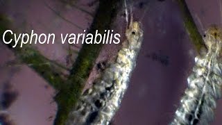 Cyphon variabilis larvae [upl. by Brandyn]