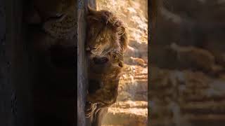 Mufasa The Lion King  2nd Movie  The Filmmaker  thelionking thelionking2 mufasathelionking [upl. by Onder]