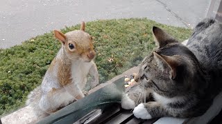 Squirrels reactions to my new kitten [upl. by Laenej]