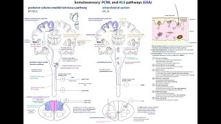 Exemplar Neuroscience L050 PCML o ALS [upl. by Anelyak783]