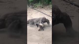 komodo goat short trending viral video [upl. by Eneryt134]