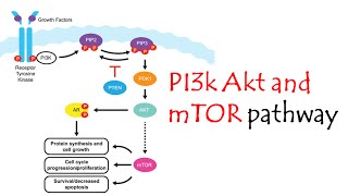 pi3kaktmtor pathway [upl. by Lissak]