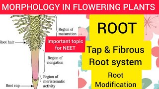 Class 11 Chapter 5 Morphology in Flowering Plants Root SystemRoot Modifications [upl. by Esor]