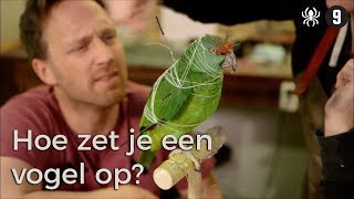 Hoe wordt een vogel opgezet  Doen Ze Dat Zo  Het Klokhuis [upl. by Namilus]