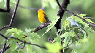 Prothonotary Warbler song [upl. by Spalding]